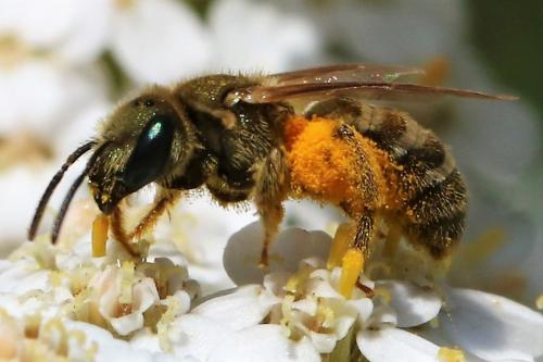 Seladonia tumulorum